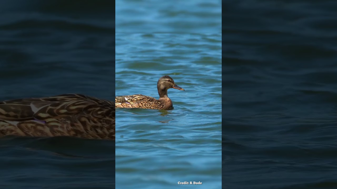 The World's Rarest Birds: The Madagascar Pochard 