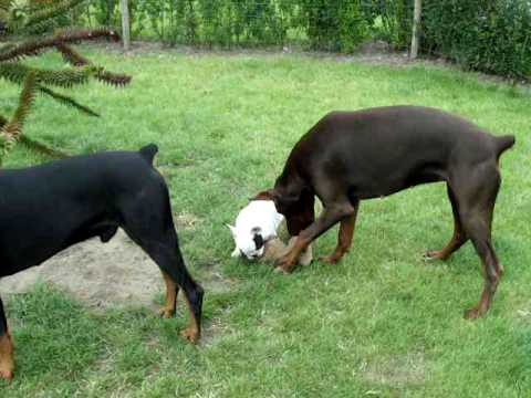 Dobermann and French bulldog attacks