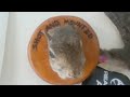 Air Gun Squirel Saturday Live