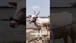 ४ वर्षाची गाय विक्रीस उपलब्ध 📞8767667935 / khillar maharashtrachi shaan / bailgada sharyat #बैलगाडा