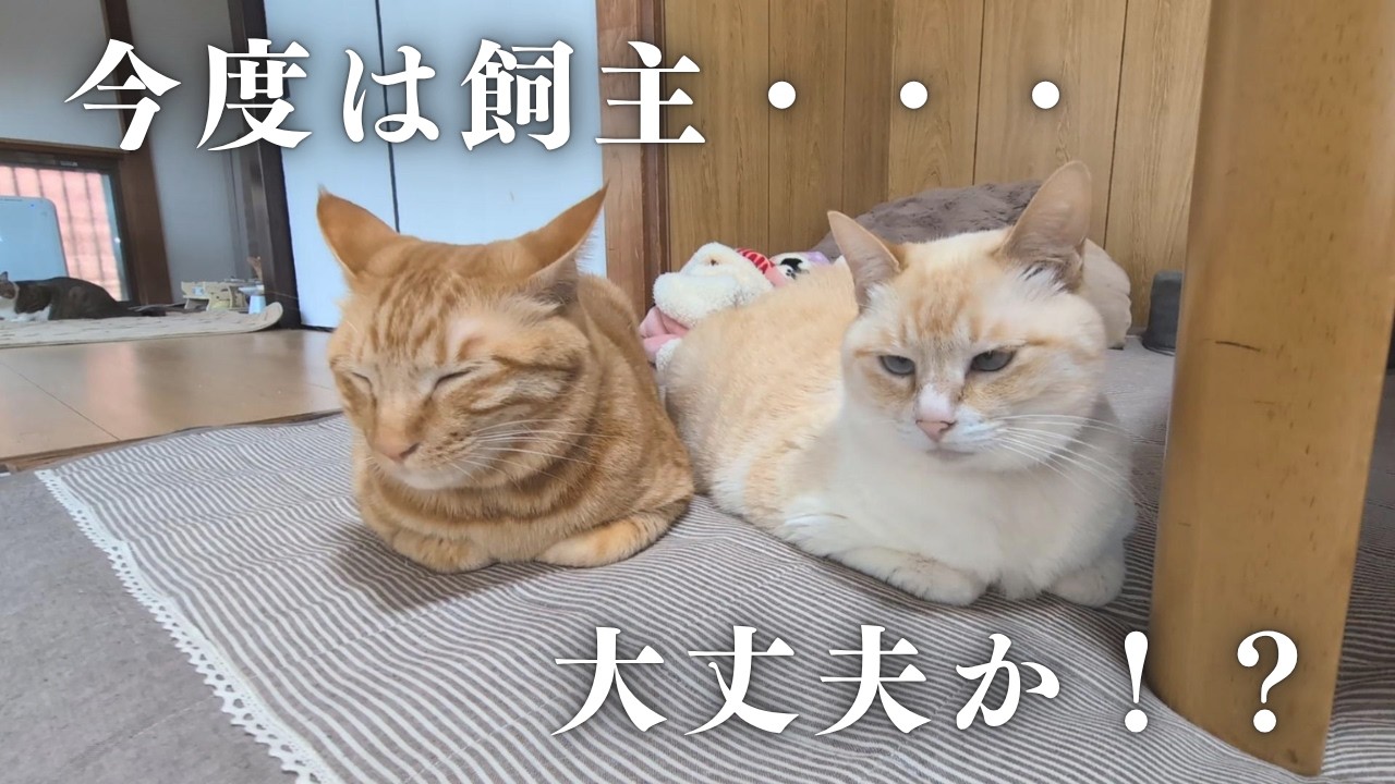 今度は飼主が病院にいきました
