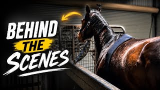     Behind the Scenes of a Racehorses Treadmill Workout