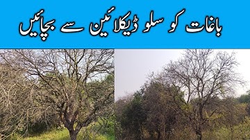 control of  decline disease in orchids | Citrus Decline | Mango decline | Guava Decline Trichoderma