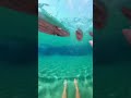 Waterslide into pool full of giant fish #funny #memes