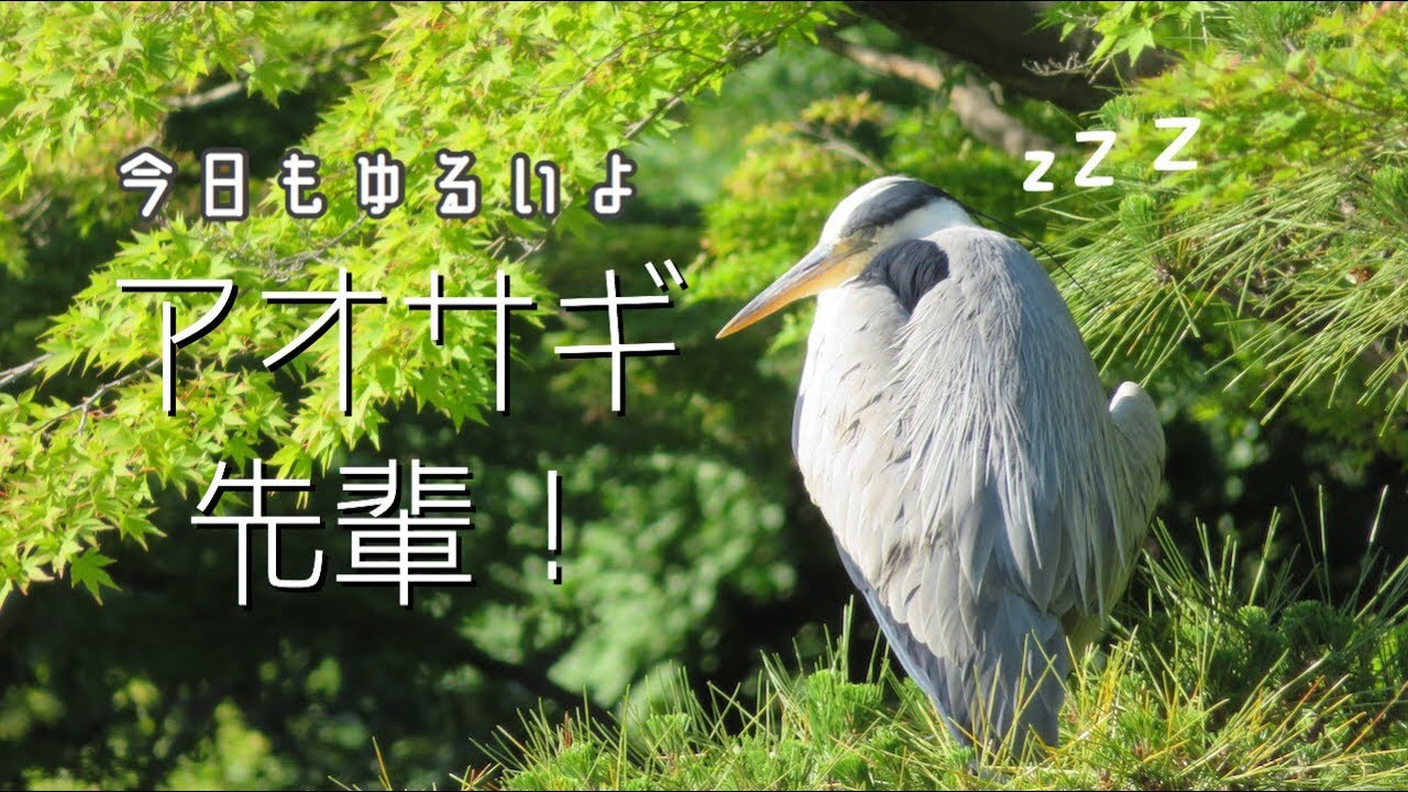 ちょい怖い 面白いアオサギ先輩がシュールで気になる 野鳥好き女子のお散歩ブログ