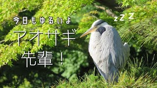 アオサギ先輩の羽づくろい｜かっこいい飾り羽根｜Heron