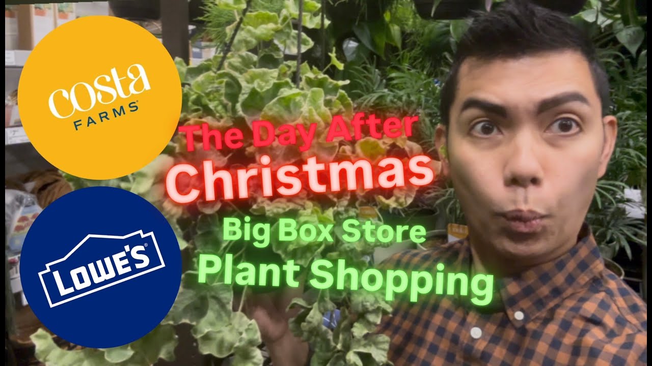 Shopping the Day After Christmas Day Big Box Store Plant Shopping at Lowe's What Sales You Can Find