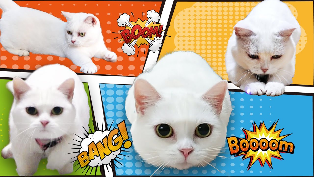 遊んでもらうのを待ってる白猫がとってもかわいい The White Cat Waiting To Be Played Is Very Cute Youtube