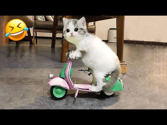 Saat Tuhan mengirimkanmu kucing lucu 🤣 Kucing terlucu yang pernah ada 😹 class=