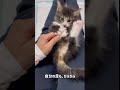 今まで保護した子猫とは、なにかが違う