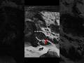 Why Extinct Barbary Lion By Info Fact News 