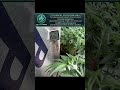 PHENO RUN 1: Post Defoliation & The LHD-2 Clone Report | Pre-Flower Update