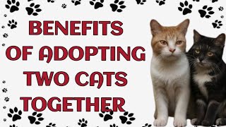 Benefits of Adopting Two Cats Together