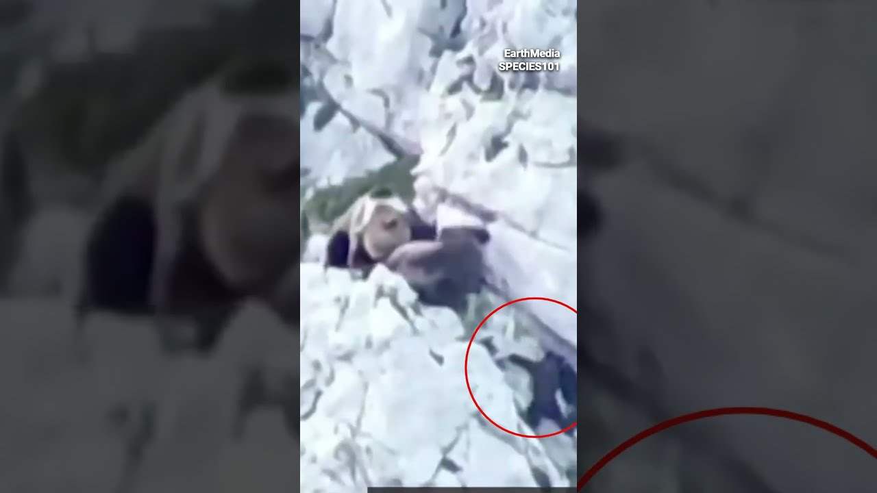Grizzly Bear Falls Off The Cliff And Dies