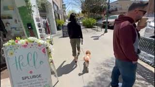Mini Cavapoo Benjamin Obedience Training in Downtown Hendersonville - Mills River Dog Trainers