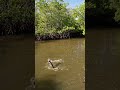 Tarpon Fishing on paddle board Jay Linesider’s Adventure #5