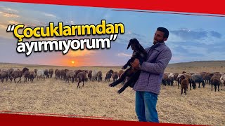 Kuzunun Annesi Sandığı Sahibiyle Duygulandıran Bağı...