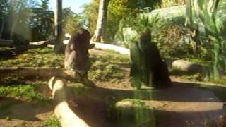 monkey picks ass then hides himself while he slowly licks it