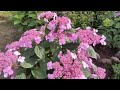 Гортензия пильчатая Блюбёрд (Синяя птица)
Hydrangea serrata Bluebird