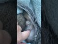 Sleeping squirrel babies are happiness #animals #squirrels