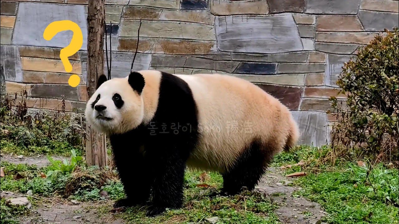 오늘은 누가 왔나...?둘러 보는 푸야~❤️ | 2월 27일 오전(푸바오 실시간) Panda Fubao