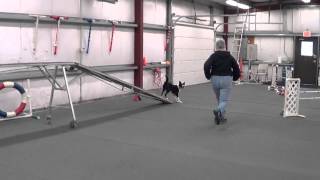 agility 12 7 13 Ava serp wrap and DW  I was a bit in her way on jump 3  004