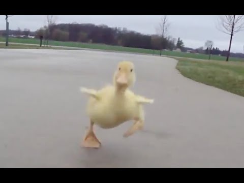 难道这就是传说中的撒丫子（鸭子）跑吗？When a duck is chasing you ...