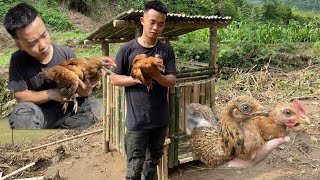 Build a bamboo house to raise chickens. Hoang Viet Bac ||