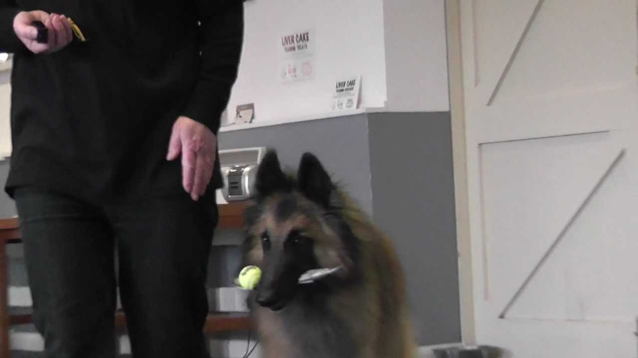 DOG WALKS WITH BALL ON SPOON - DOG TRICK. www.tammysdogtraining.co.uk