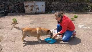 Friendly Stray Dog Made my Heart Melted by Doing this