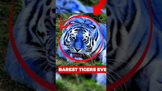 5 SEHR SELTENE TIGER ‼️😱🌍 #top3 #facts #tiere #shorts