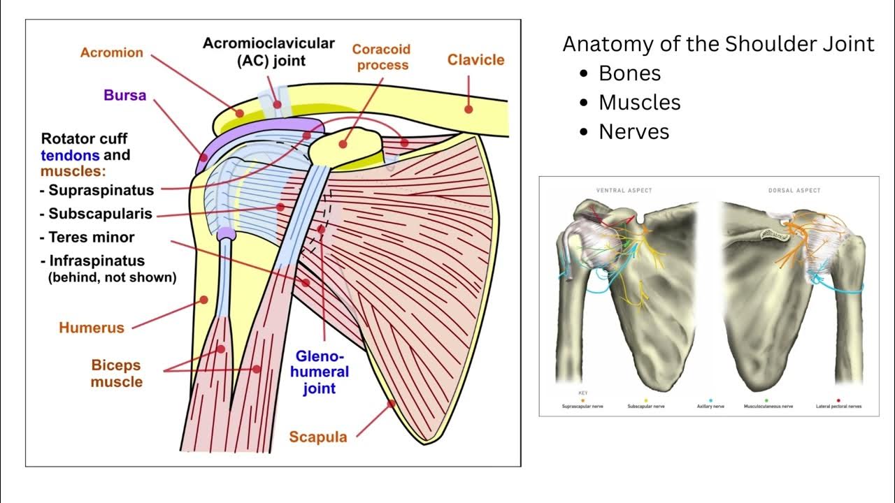 Shoulder Dislocation YouTube