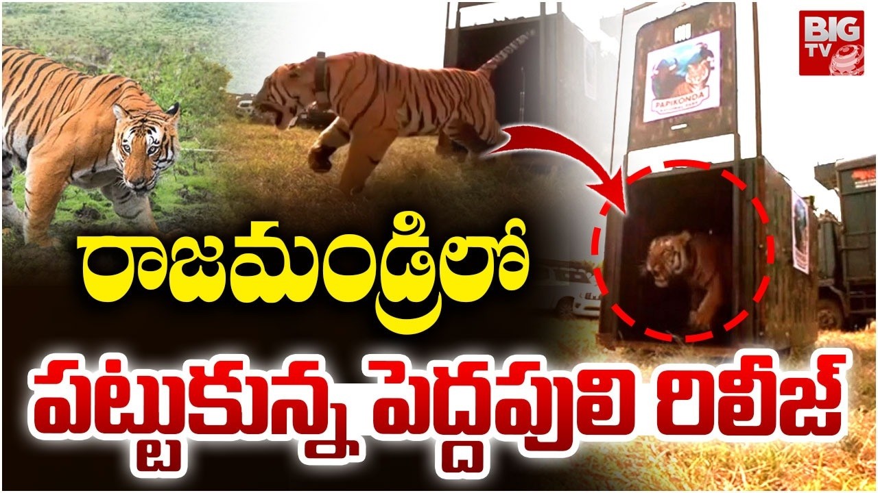Rajahmundry Captured Tiger Released into Papikonda National Park | పెద్దపులి | BIG TV