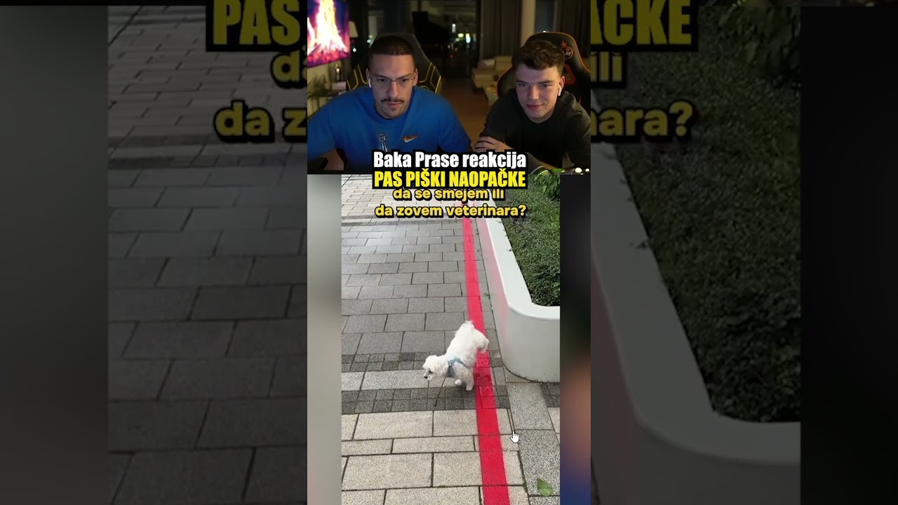 🔴BAKA PRASE REAGUJE NA PSA KOJI PISKI NAOPACKE 🔴