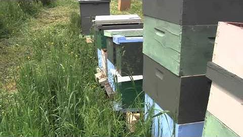 Beyond The Basics - Preview 6 -  Combining Hives