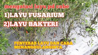 cara mengatasi layu fusarium pada tanaman cabe #2