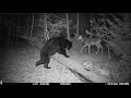 Best trail cameras of summer 2023