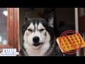 Husky Annoyed The Waffle Maker Broke!