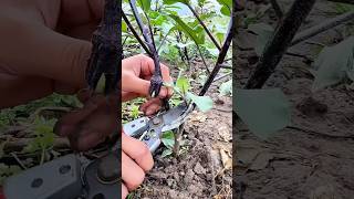 Pruning eggplant side branches: Boosts growth, improves ventilation, and increases yield