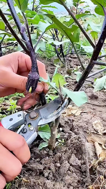 Pruning eggplant side branches: Boosts growth, improves ventilation, and increases yield