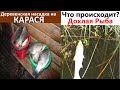 НЕТ НИЧЕГО ЛУЧШЕ чем эта насадка для ловли карася.Супер клёв карася.