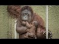 Proud Mum Shows Off Baby Orangutan: ZooBorns