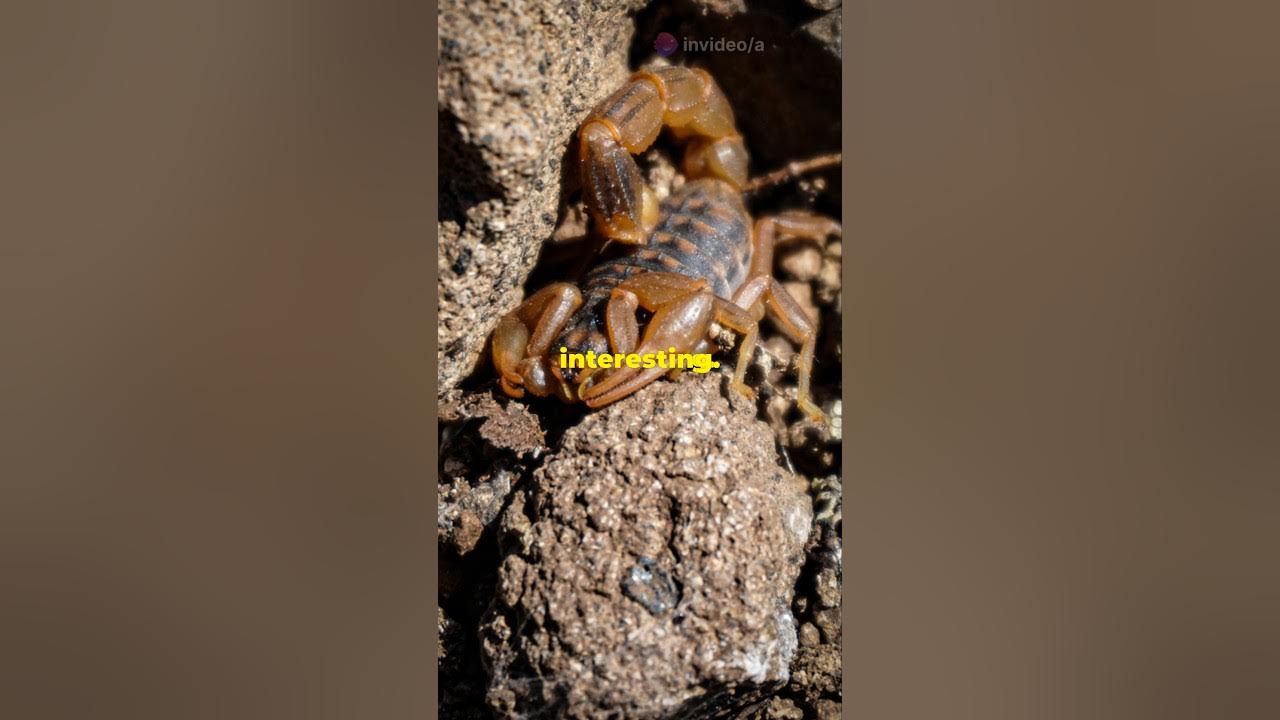 Scorpion Sting Survival Guide! #facts #scorpion Scorpion Sting Survival Guide! #facts #scorpion