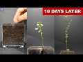 Growing chick pea time lapse  10 days