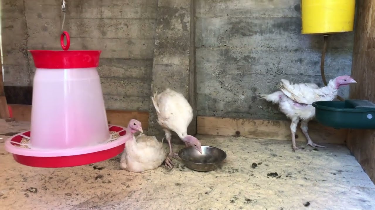 Am fost la ferma de pasari sa cumparam curcani