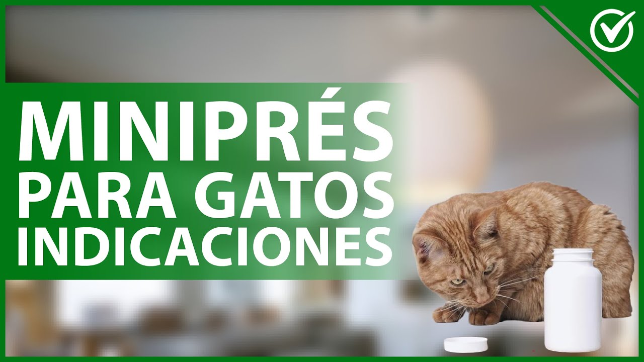 Los gatos cuanto tiempo viven