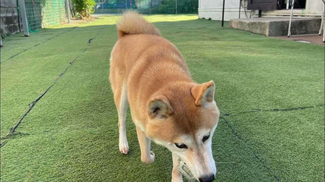 Happy dog 2024年1月2日 YouTube