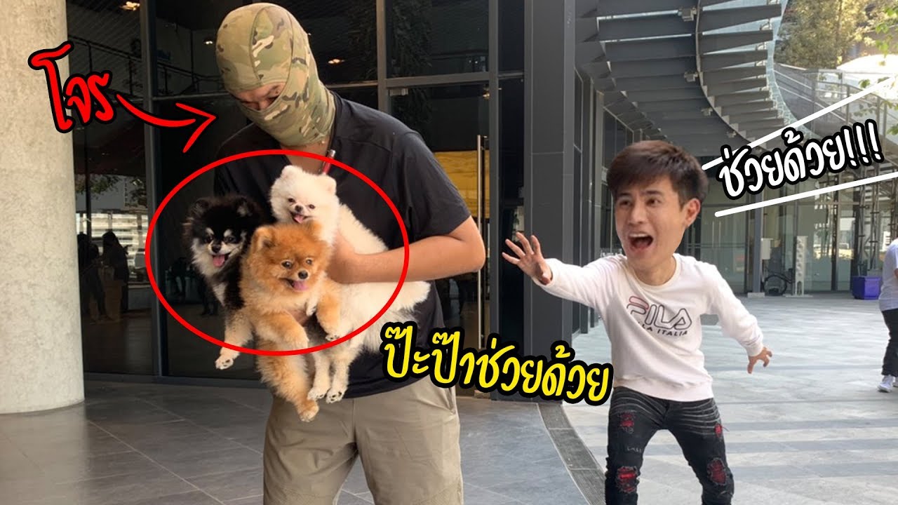 ผมโดนขโมยหมากลางห้าง ช่วยด้วย!! (จะเกิดอะไรขึ้นถ้าหมาโดนลักพาตัว!?)