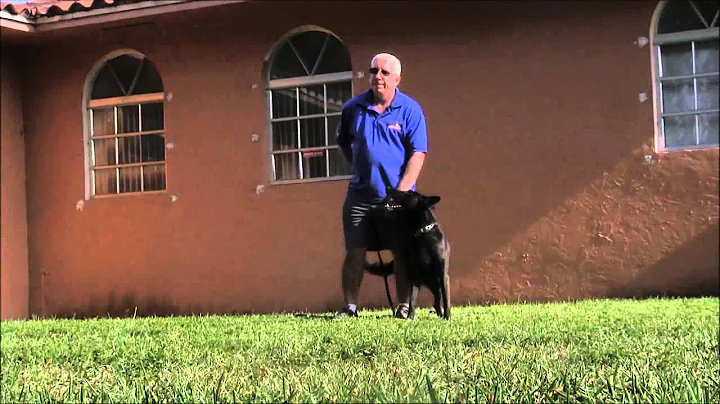 Teaching a personal protection dog to stay under control