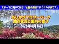 4/16開花状況【あしかがフラワーパーク】大藤の見頃はいつ？スタッフに聞いた「満開予想と見頃終了時期」と園内の混雑状況｜ふじのはな物語2026大藤まつり開催中